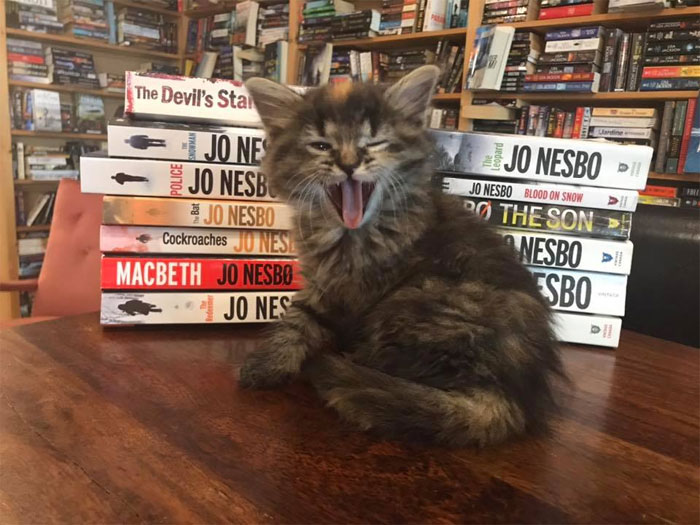 Des chatons se promènent librement dans cette librairie au Canada et les clients peuvent même les adopter
