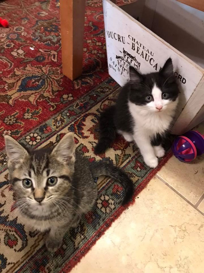 Des chatons se promènent librement dans cette librairie au Canada et les clients peuvent même les adopter