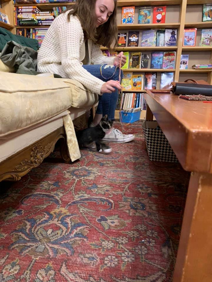 Des chatons se promènent librement dans cette librairie au Canada et les clients peuvent même les adopter