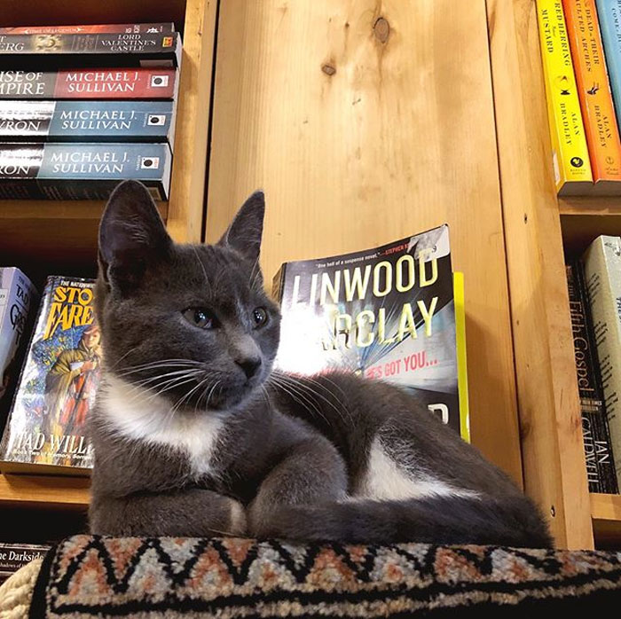 Des chatons se promènent librement dans cette librairie au Canada et les clients peuvent même les adopter