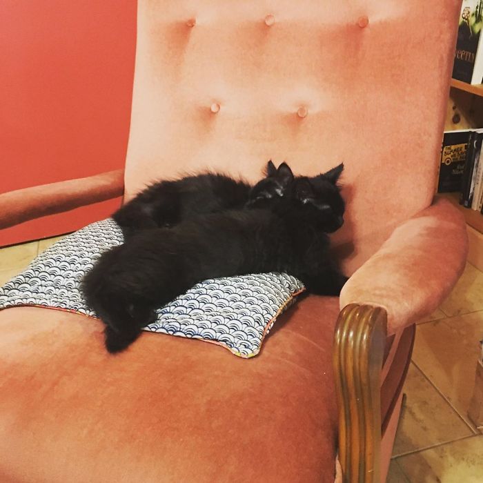 Des chatons se promènent librement dans cette librairie au Canada et les clients peuvent même les adopter