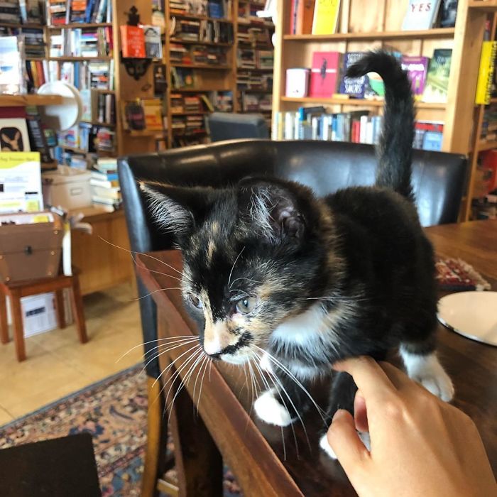 Des chatons se promènent librement dans cette librairie au Canada et les clients peuvent même les adopter