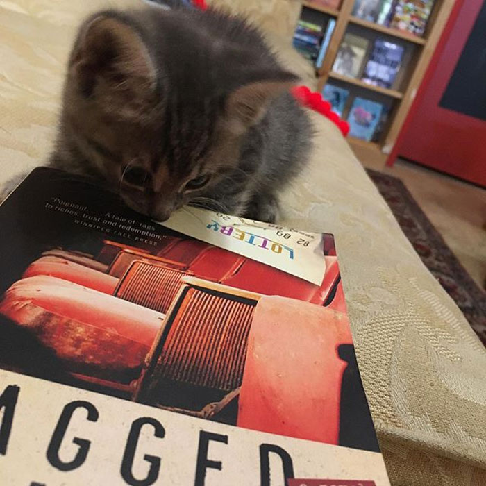 Des chatons se promènent librement dans cette librairie au Canada et les clients peuvent même les adopter