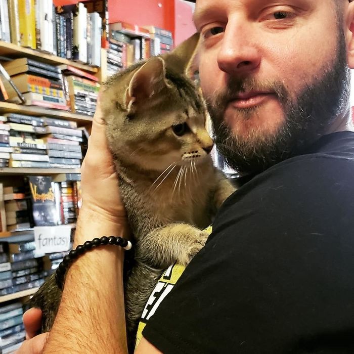 Des chatons se promènent librement dans cette librairie au Canada et les clients peuvent même les adopter