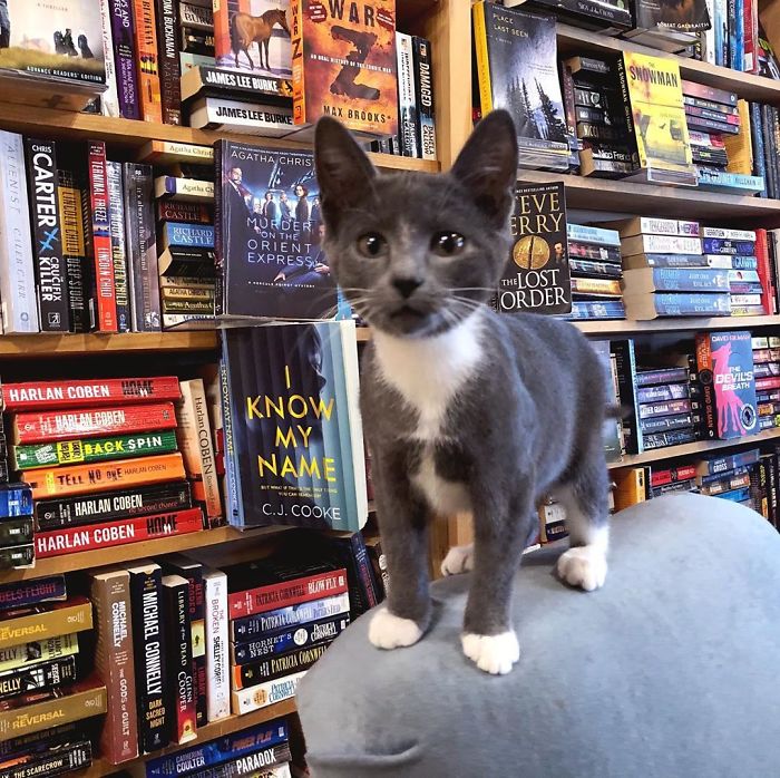 Des chatons se promènent librement dans cette librairie au Canada et les clients peuvent même les adopter