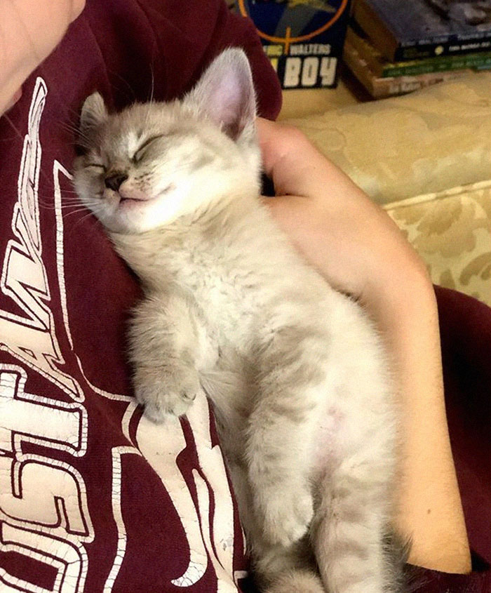 Des chatons se promènent librement dans cette librairie au Canada et les clients peuvent même les adopter