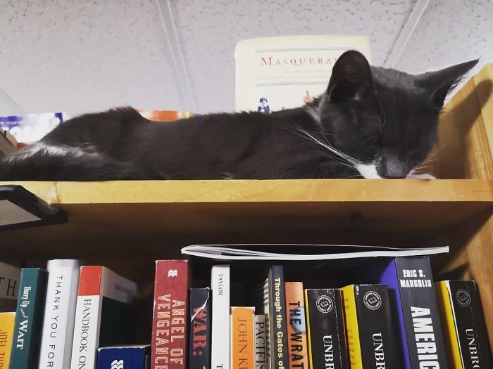 Des chatons se promènent librement dans cette librairie au Canada et les clients peuvent même les adopter