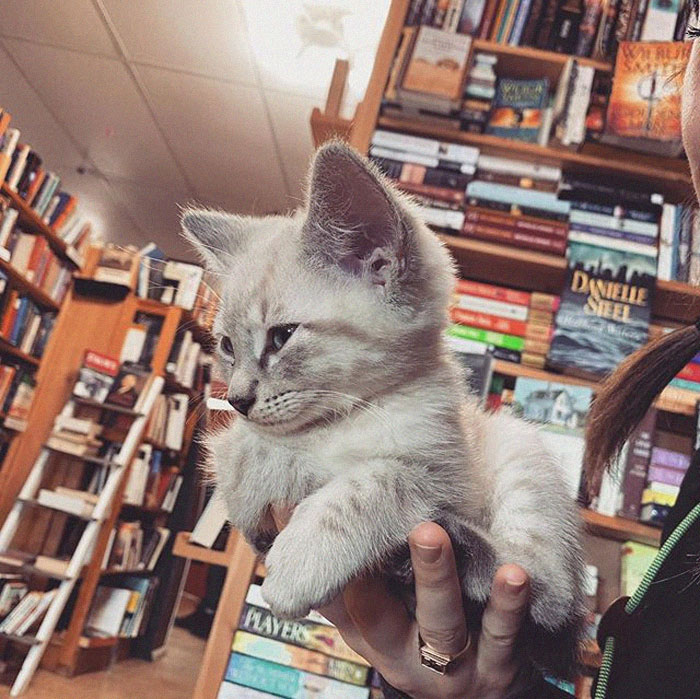 Des chatons se promènent librement dans cette librairie au Canada et les clients peuvent même les adopter