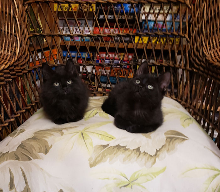 Des chatons se promènent librement dans cette librairie au Canada et les clients peuvent même les adopter