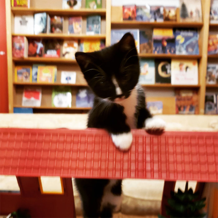 Des chatons se promènent librement dans cette librairie au Canada et les clients peuvent même les adopter