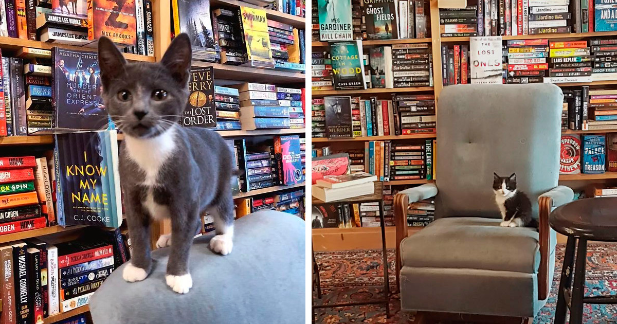 Des chatons se promènent librement dans cette librairie au Canada et les clients peuvent même les adopter