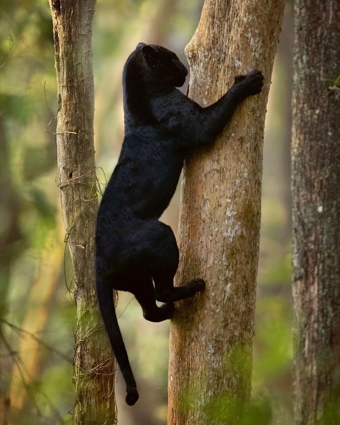 Quelqu’un a remarqué que les panthères ne sont que des chats noirs de taille XXXL et les a comparés en 16 images