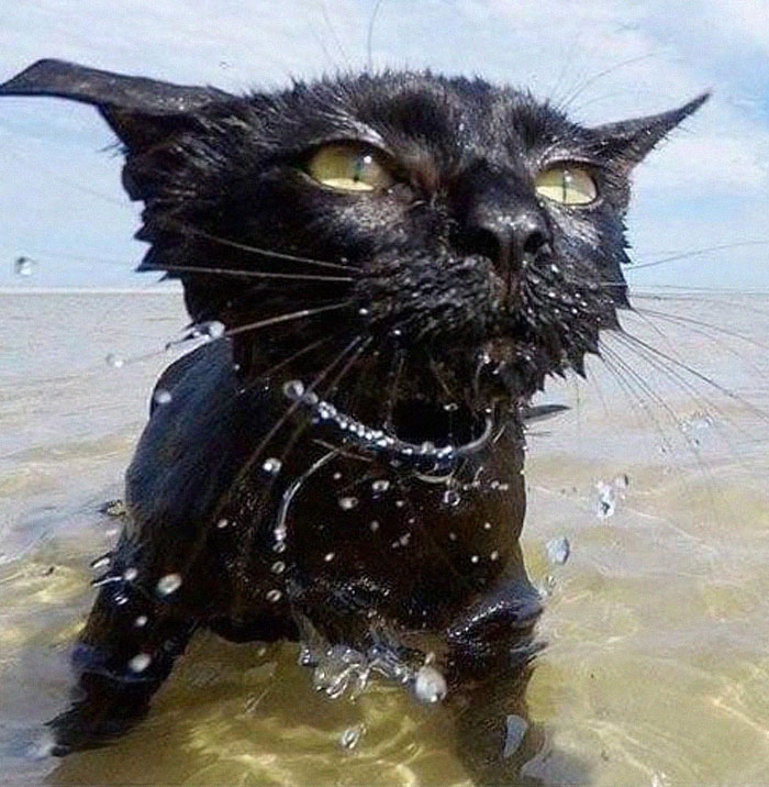 Quelqu’un a remarqué que les panthères ne sont que des chats noirs de taille XXXL et les a comparés en 16 images
