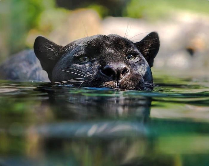 Quelqu’un a remarqué que les panthères ne sont que des chats noirs de taille XXXL et les a comparés en 16 images