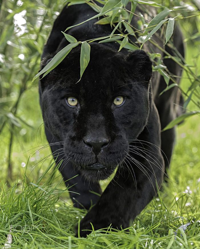 Quelqu’un a remarqué que les panthères ne sont que des chats noirs de taille XXXL et les a comparés en 16 images