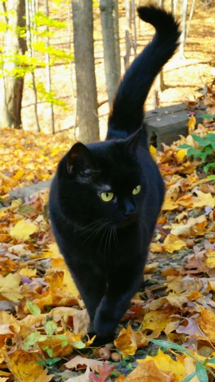 Quelqu’un a remarqué que les panthères ne sont que des chats noirs de taille XXXL et les a comparés en 16 images