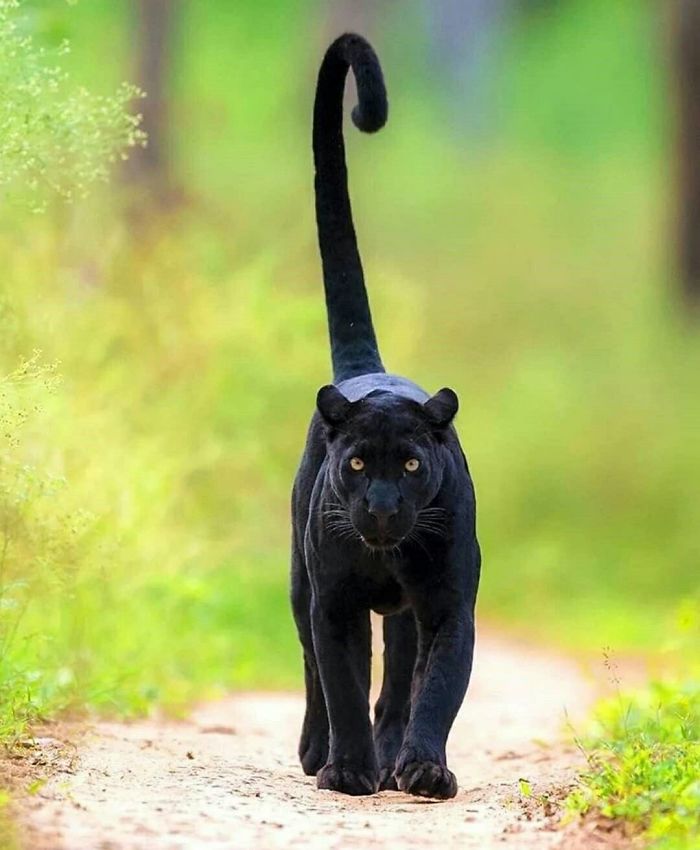 Quelqu’un a remarqué que les panthères ne sont que des chats noirs de taille XXXL et les a comparés en 16 images