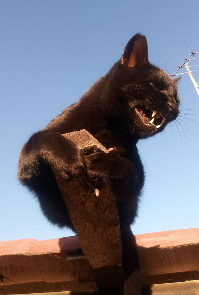 Quelqu’un a remarqué que les panthères ne sont que des chats noirs de taille XXXL et les a comparés en 16 images