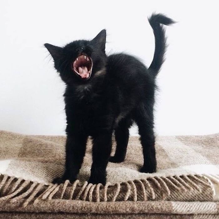 Quelqu’un a remarqué que les panthères ne sont que des chats noirs de taille XXXL et les a comparés en 16 images