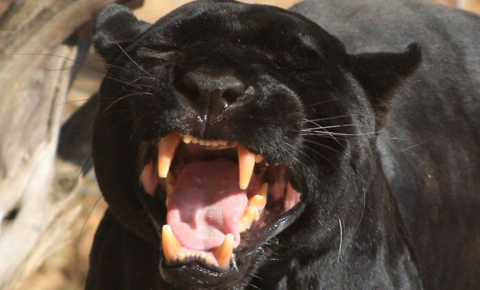Quelqu’un a remarqué que les panthères ne sont que des chats noirs de taille XXXL et les a comparés en 16 images