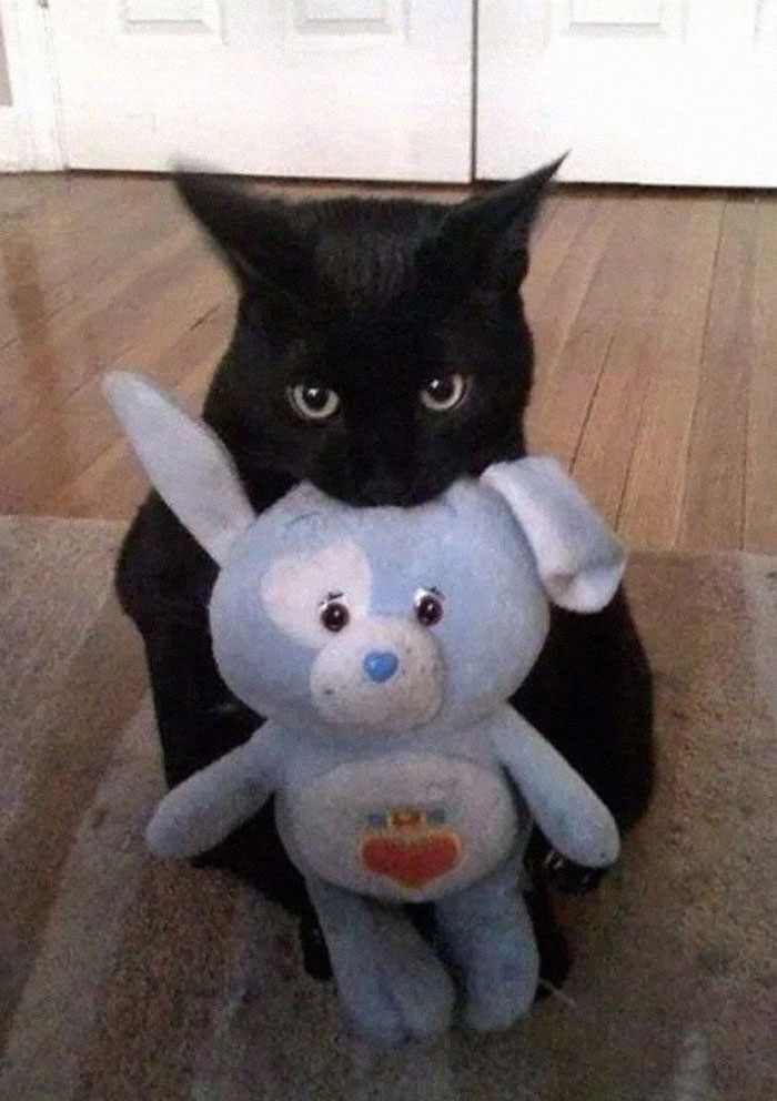 Quelqu’un a remarqué que les panthères ne sont que des chats noirs de taille XXXL et les a comparés en 16 images