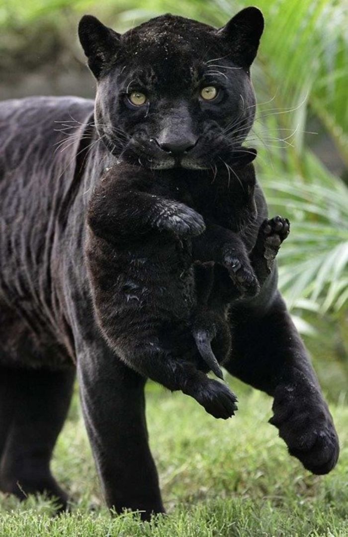 Quelqu’un a remarqué que les panthères ne sont que des chats noirs de taille XXXL et les a comparés en 16 images