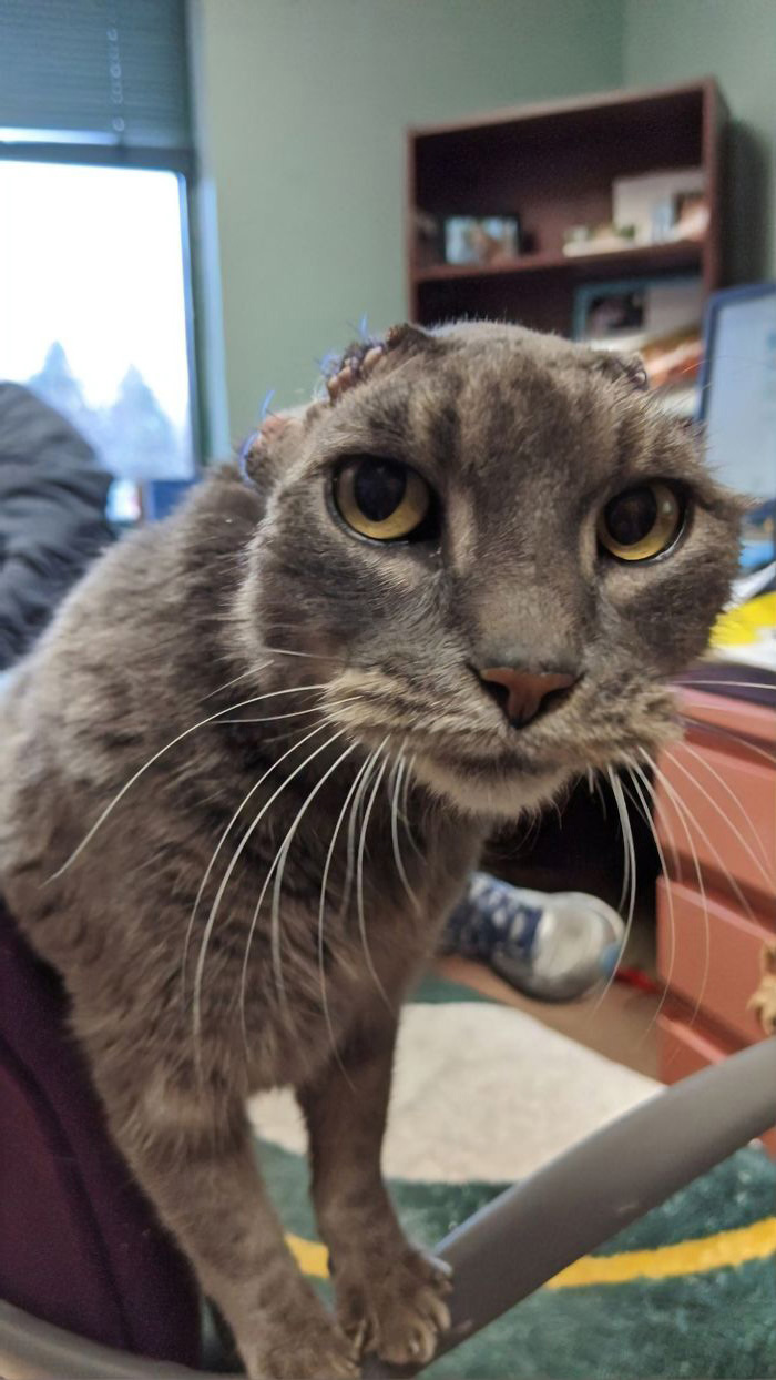 Cette Chatte Errante A Recu Des Oreilles Crochetees Et S Est Enfin Trouve Une Maison Ipnoze