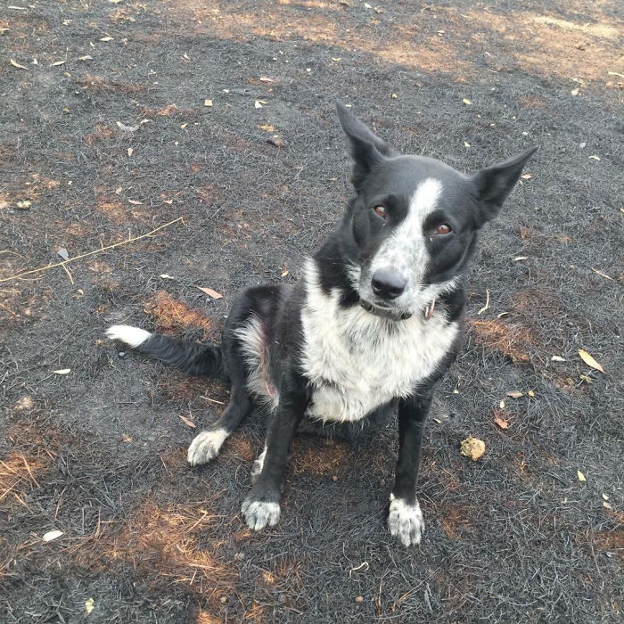 Cette chienne a sauvé un troupeau de moutons des feux de forêt qui font rage en Australie