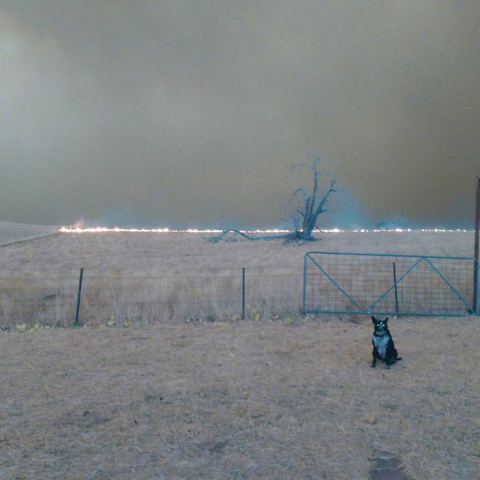 Cette chienne a sauvé un troupeau de moutons des feux de forêt qui font rage en Australie