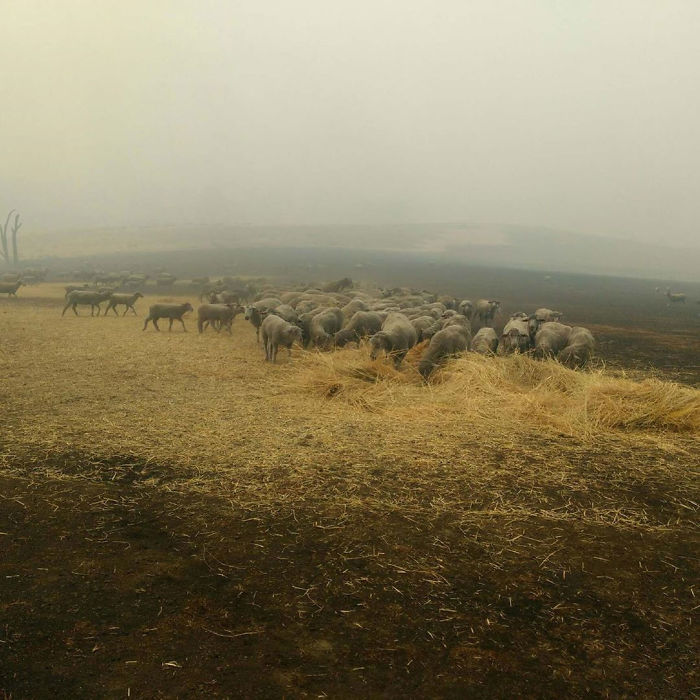 Cette chienne a sauvé un troupeau de moutons des feux de forêt qui font rage en Australie