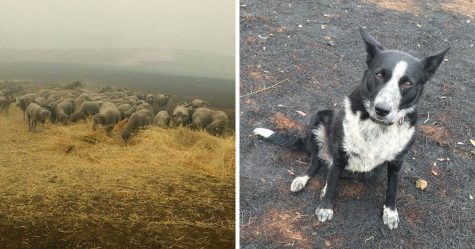 Cette chienne a sauvé un troupeau de moutons des feux de forêt qui font rage en Australie