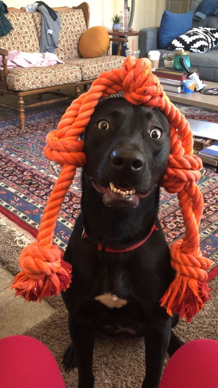 Cette communauté en ligne partage les photos de chiens les plus drôles