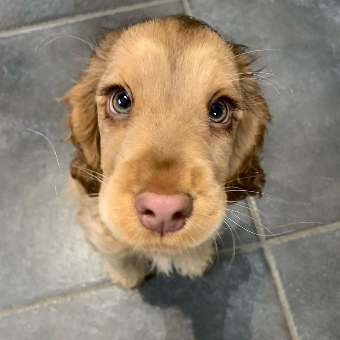 https://www.ipnoze.com/wordpress/wp-content/uploads/2020/01/chiot-yeux-disney-cocker-spaniel-winnie-008.jpg