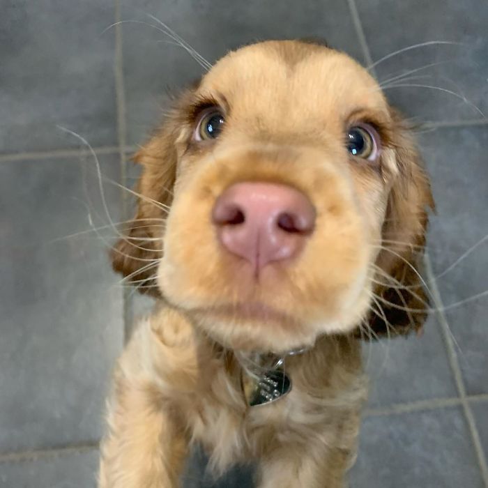 https://www.ipnoze.com/wordpress/wp-content/uploads/2020/01/chiot-yeux-disney-cocker-spaniel-winnie-009.jpg