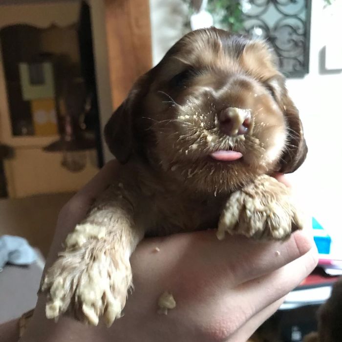 https://www.ipnoze.com/wordpress/wp-content/uploads/2020/01/chiot-yeux-disney-cocker-spaniel-winnie-012.jpg