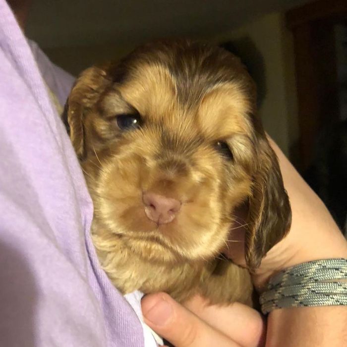 https://www.ipnoze.com/wordpress/wp-content/uploads/2020/01/chiot-yeux-disney-cocker-spaniel-winnie-013.jpg