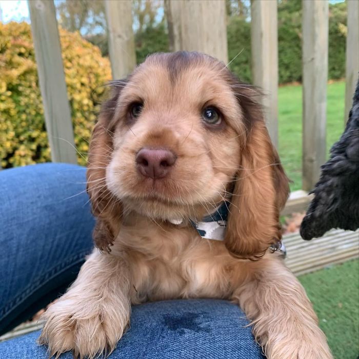 https://www.ipnoze.com/wordpress/wp-content/uploads/2020/01/chiot-yeux-disney-cocker-spaniel-winnie-015.jpg