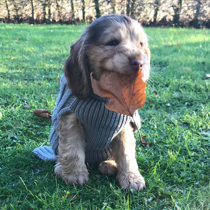 https://www.ipnoze.com/wordpress/wp-content/uploads/2020/01/chiot-yeux-disney-cocker-spaniel-winnie-016.jpg