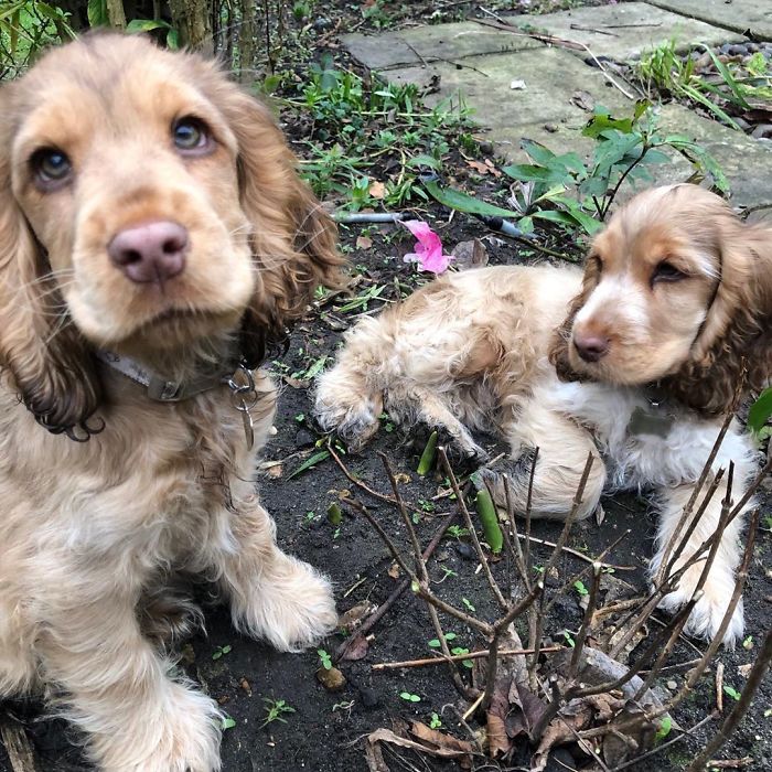 https://www.ipnoze.com/wordpress/wp-content/uploads/2020/01/chiot-yeux-disney-cocker-spaniel-winnie-017.jpg