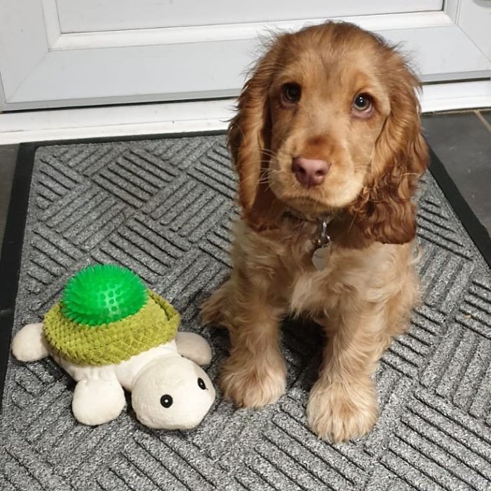 https://www.ipnoze.com/wordpress/wp-content/uploads/2020/01/chiot-yeux-disney-cocker-spaniel-winnie-021.jpg