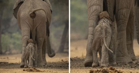 Cet éléphant a été surpris à faire caca directement sur la tête de son bébé