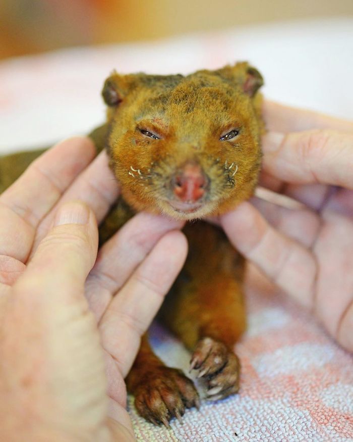 Puisqu’un demi-milliard d’animaux sont morts dans les feux de forêt en Australie, la famille Irwin est intervenue et a déjà aidé plus de 90 000 animaux
