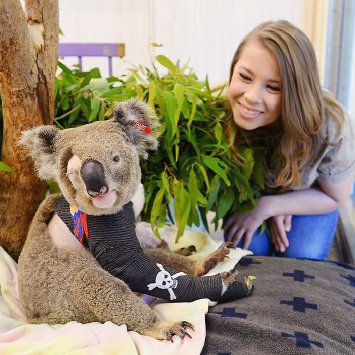 Puisqu’un demi-milliard d’animaux sont morts dans les feux de forêt en Australie, la famille Irwin est intervenue et a déjà aidé plus de 90 000 animaux