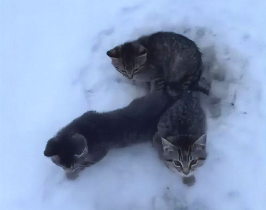 Téléchargement gratuit Images Cet Homme A Utilise Du Cafe Chaud Pour Sauver 3 Chatons Qui dernière par