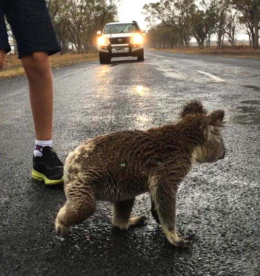 https://www.ipnoze.com/wordpress/wp-content/uploads/2020/01/koala-boit-eau-pluie-route-australie-001-01.jpg