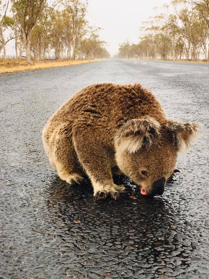 https://www.ipnoze.com/wordpress/wp-content/uploads/2020/01/koala-boit-eau-pluie-route-australie-002.jpg