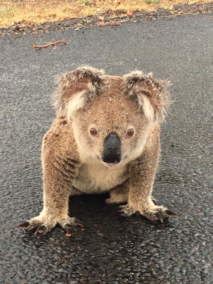 https://www.ipnoze.com/wordpress/wp-content/uploads/2020/01/koala-boit-eau-pluie-route-australie-003.jpg
