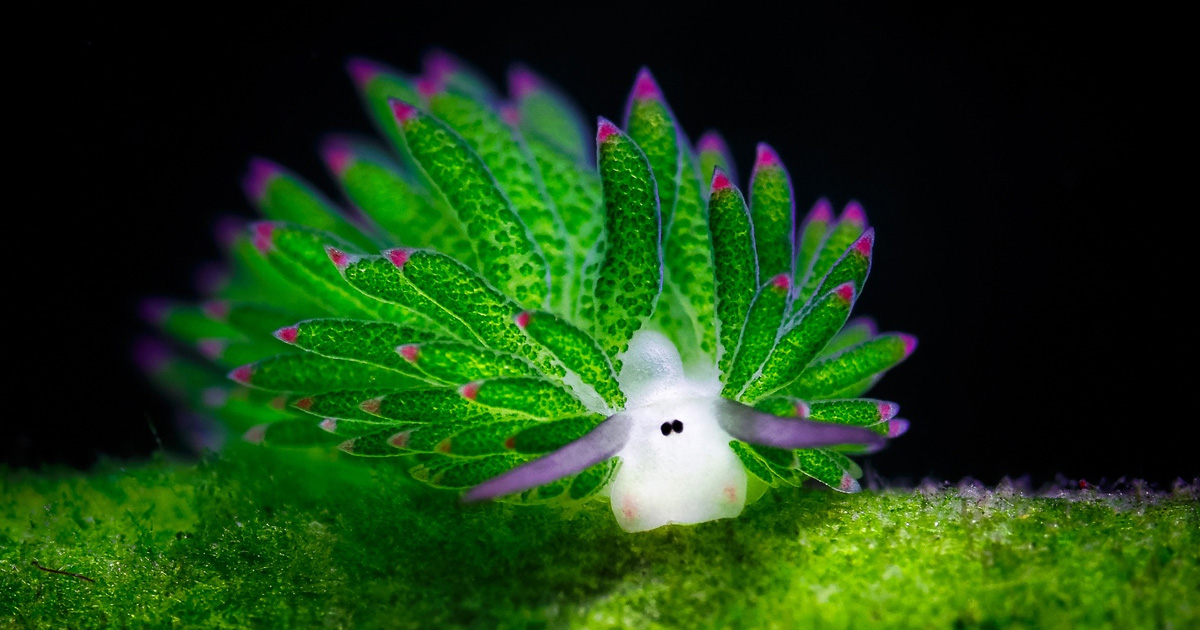 Un Mouton De Mer Cette Adorable Limace De Mer Mange Tellement D 