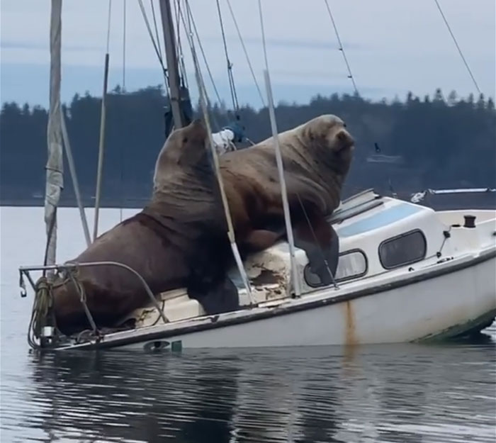 Téléchargement gratuit Images Deux Immenses Lions De Mer Ont Emprunte Le Bateau De Quelqu Un dernière salutations