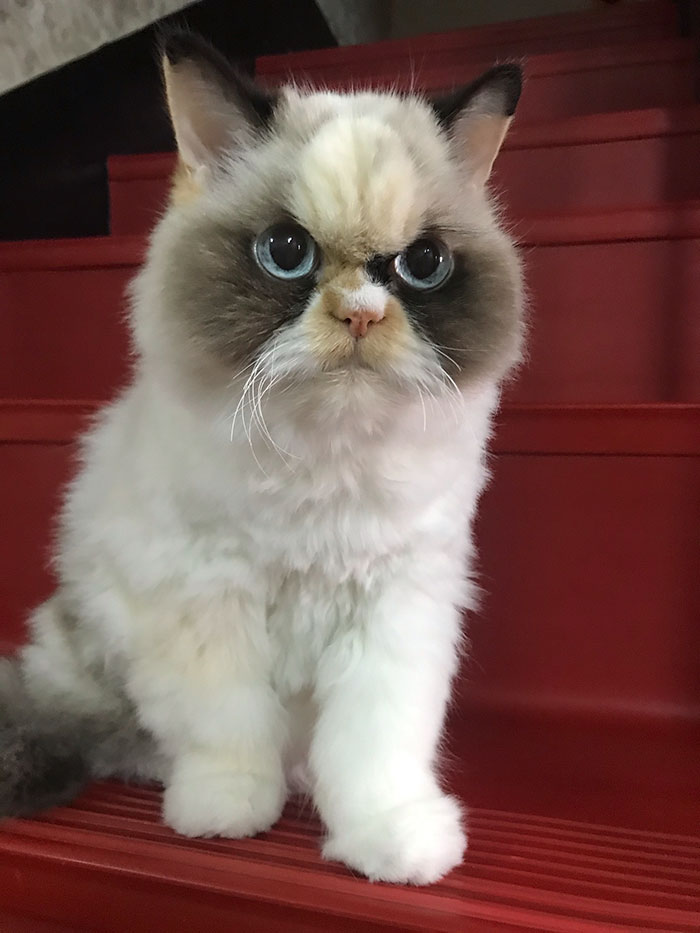 https://www.ipnoze.com/wordpress/wp-content/uploads/2020/01/nouveau-grumpy-cat-meow-meow-004.jpg